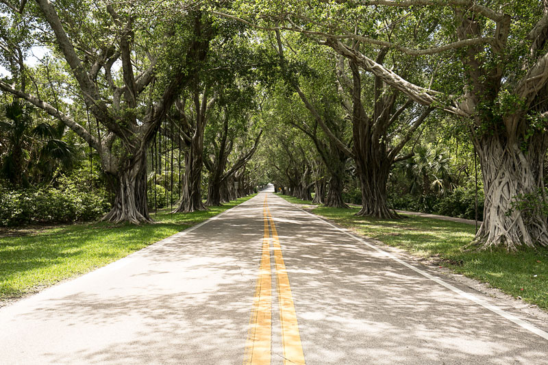 Hobe Sound Florida Tree Lined Street