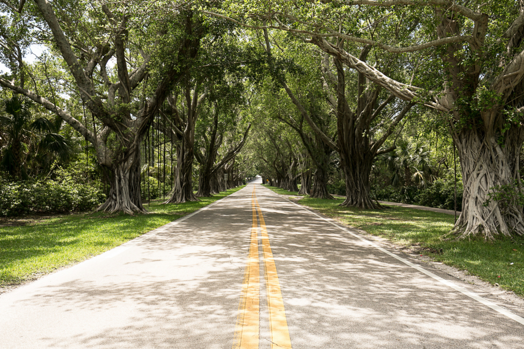 Hobe Sound Florida Real Estate Canopy of Trees